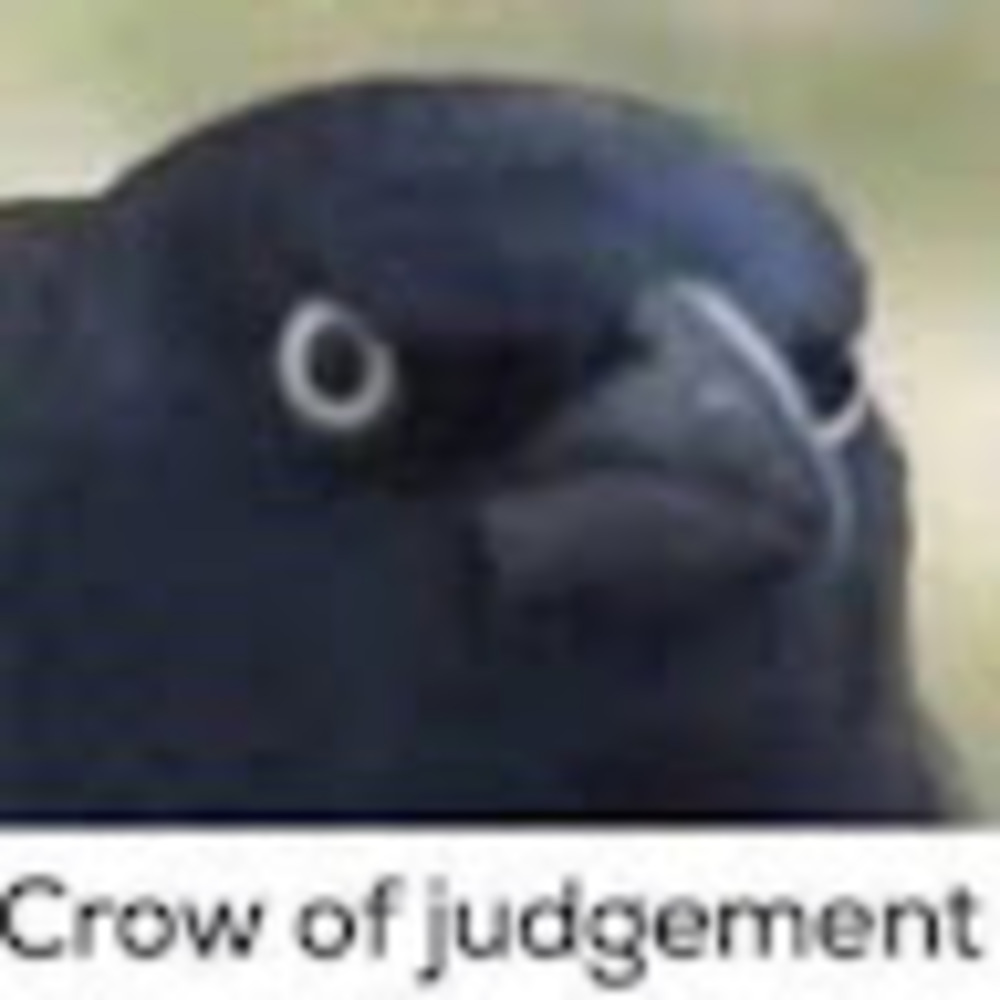 Meet your Posher, Pheonix